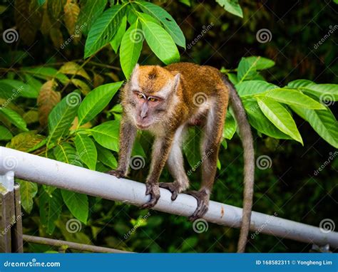 A Long-tail Macaque Monkey Climbs on a Railing at the Central Catchment ...