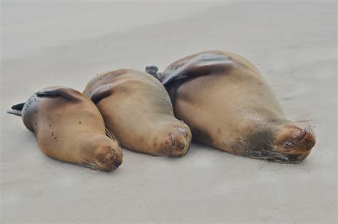 Galapagos sea lion | Life of Sea