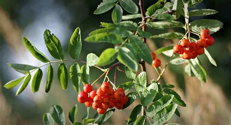 The Rowan Tree and Its Fantastic Berries - Gardening Tips, Advice and Inspiration