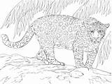 Great Jaguar coloring Page  Free Printable Coloring Pages sketch template