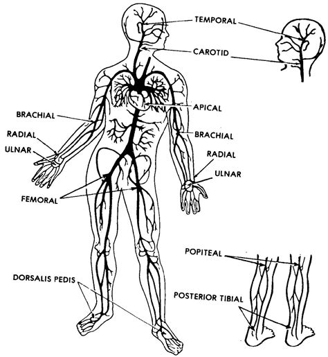 Hand Taking Radial Artery Pulse Stock Photo Image Of