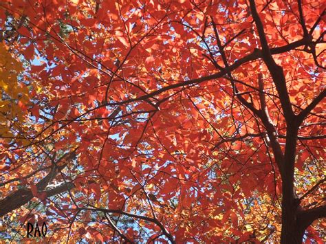 Fall at Cheaha State Park | Gina | Flickr