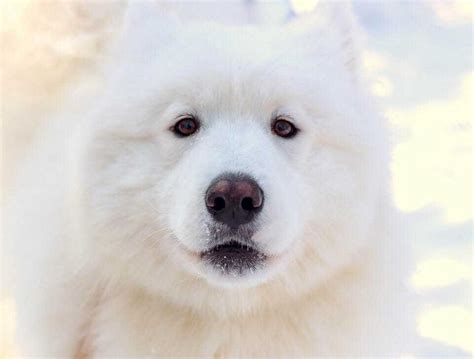 250 Wolf Names For Dogs That Look Like Wolves | Your Dog Advisor