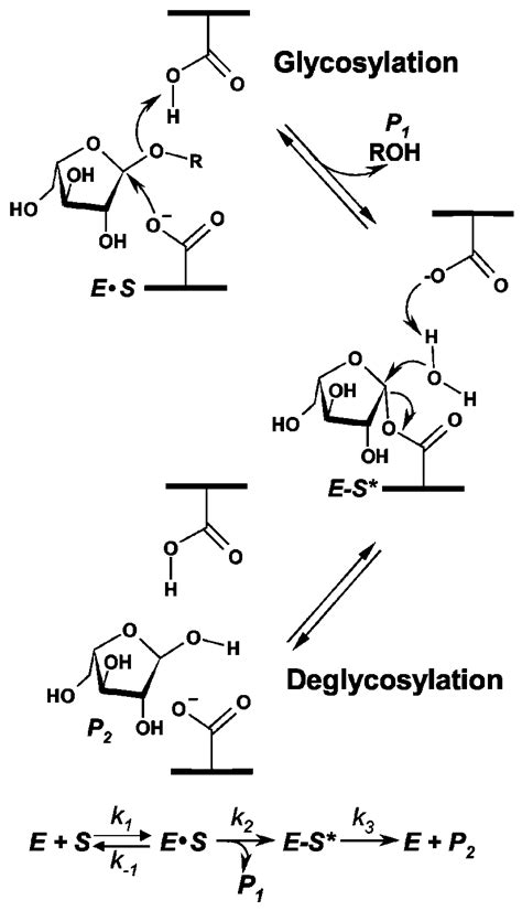 The proposed mechanistic pathway for glycoside hydrolase family ...