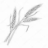 Printable Wheat Coloring Page Templates  Porn Sex Picture sketch template