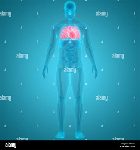 Human Circulatory System with Heart Anatomy Stock Photo - Alamy
