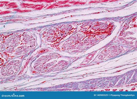 Study Histology of Human, Tissue Bone Under the Microscopic. Stock ...