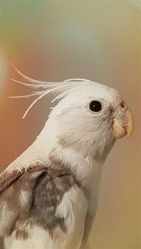 Cockatiel wallpaper | Cute animals, Cockatiel, Animals