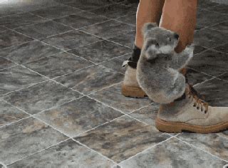 Koala GIFs - Get the best GIF on GIPHY