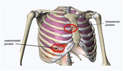 Costochondral Cartilage