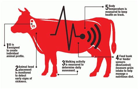 This article talks about how cattle farmers are using modern technology to monitor the health of ...