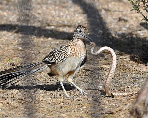 Greater Roadrunner Battles Snake | Greater roadrunner, Pet birds, Road runner