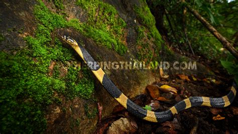 Bungarus fasciatus – Banded Krait – HerpingThailand.com