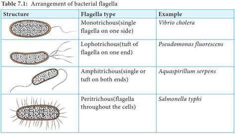 Structures External to Cell Wall of Bacetria