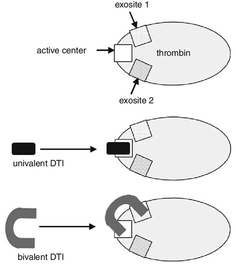 Anticoagulant mechanism of direct thrombin inhibitors (DTI) | Download ...