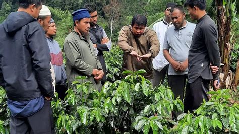 Sistem Tanam Pagar : Model Baru Kebun Kopi di Gayo, Perhektar 3300 Hingga 4000 Batang Kopi ...