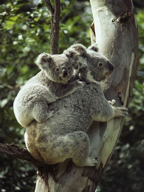 two koalas sitting in a tree with their heads on each other's shoulders