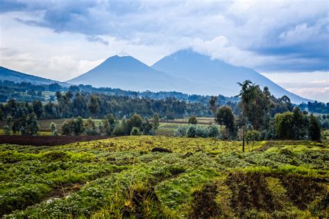 The Fight To Protect Virunga And Its Mountain Gorillas