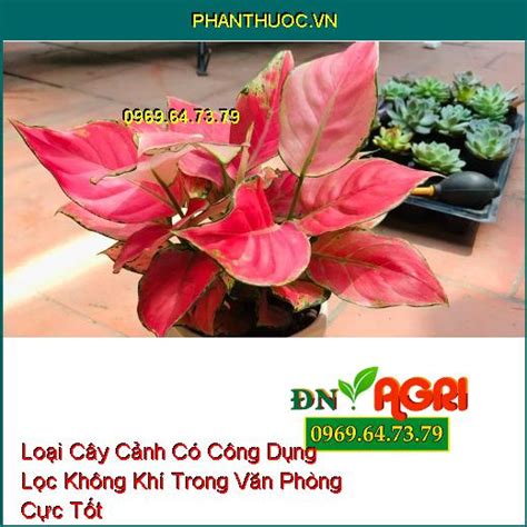 Loại Cây Cảnh Có Công Dụng Lọc Không Khí Trong Văn Phòng Cực Tốt - Đồng ...