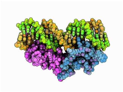 Glucocorticoid Receptor Complex Photograph by Laguna Design/science Photo Library - Fine Art America