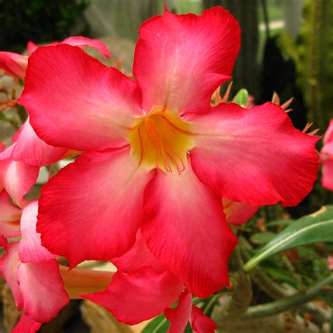 1pcs Red Desert Rose Bonsai Adenium Obesum Tree Seeds - Pure Bonsai