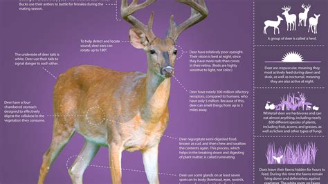 The Private Life of Deer ~ Infographic: Learn About the Whitetailed Deer | Nature | PBS | Deer ...