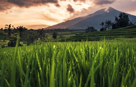 Bali Rice Fields Desktop Wallpaper