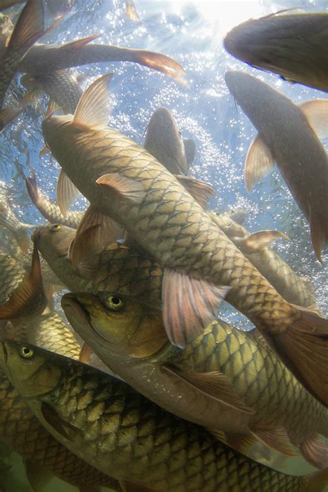 A Large School Of Mahseer Fish Photograph by Scubazoo | Fine Art America