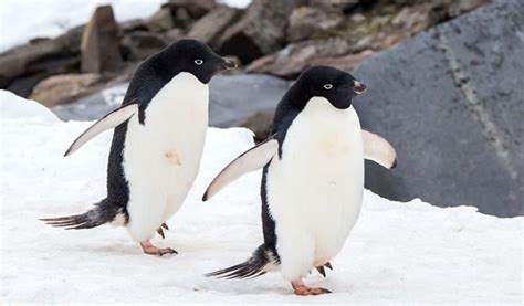 Adelie Penguin - Facts, Diet & Habitat Information