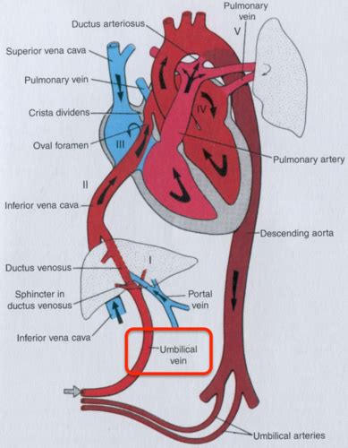 Fetal Circulation Flashcards | Quizlet