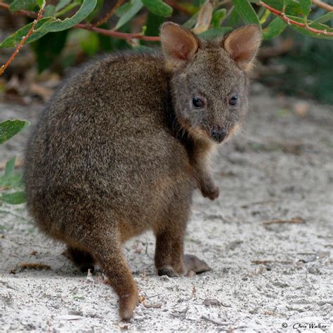 pademelon hashtag on Twitter | Pademelon, Kangaroo, Animals