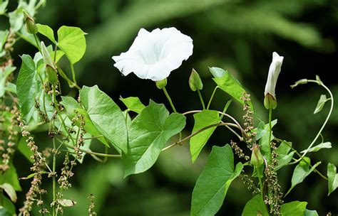 Six weeds that reveal soil secrets - Sky Nursery