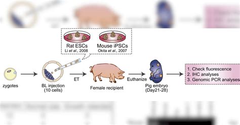 Scientists create human-pig hybrid - Video - CNET