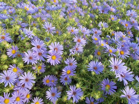 Aromatic Aster Plant Profile | Sylvan Gardens Landscape