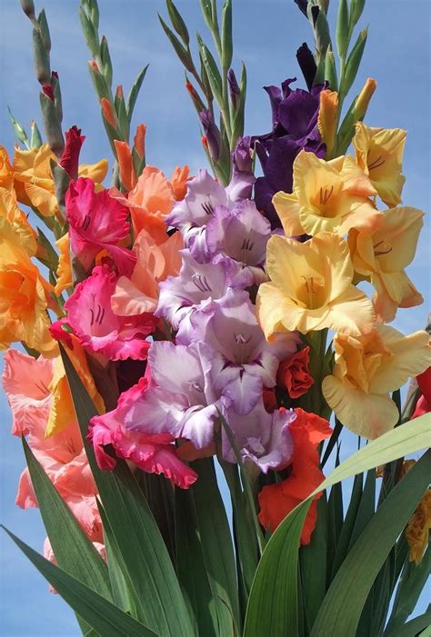 Gladiolus Wrapped Bouqet | Floral Delivery Connecticut | City Line Florist