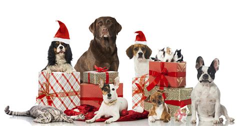 Twin Falls Animal Shelter Gives Tips Before You Gift A Pet