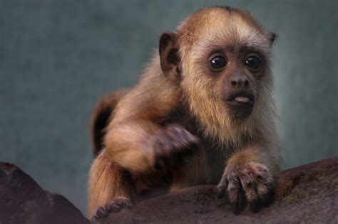 27+ List Different Types of Monkeys Facts and Information | Howler monkey, Types of monkeys ...