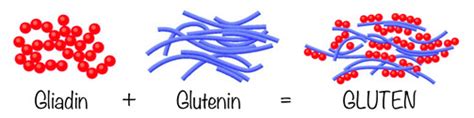 Glutenin Structure