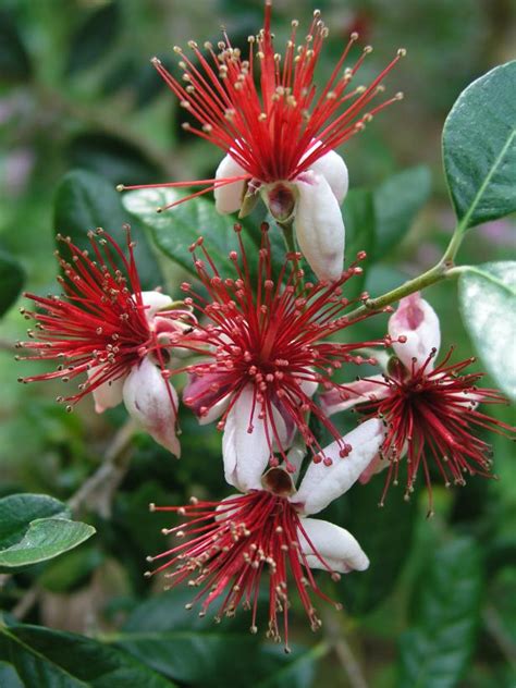 Summer-Flowering Shrubs | HGTV