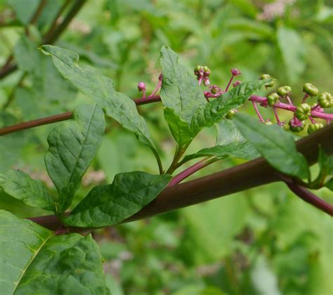 Pokeweed | Identify that Plant