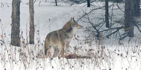 Coyolobo o coywolf: características, hábitat y alimentación