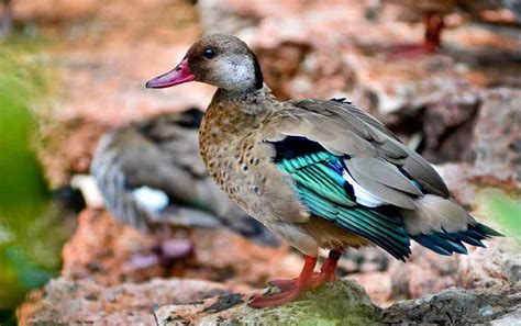 Brazilian Teal Duck – Profile | Traits | Facts | Habitat | Breeding ...