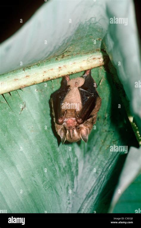 Tent-building / tent-making bat (Uroderma bilobatum: Phyllostomatidae ...