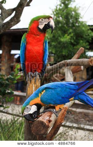 Cockatiel, Budgies, Parrots, Tropical Birds, Colorful Birds, Rainforest Birds, Blue Gold Macaw ...