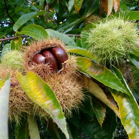 Buy Marron Comballe Chestnut Tree | Burnt Ridge Nursery-Burnt Ridge Nursery