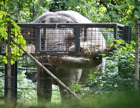 Judge nixes claim that Bronx Zoo elephant is ‘imprisoned ...