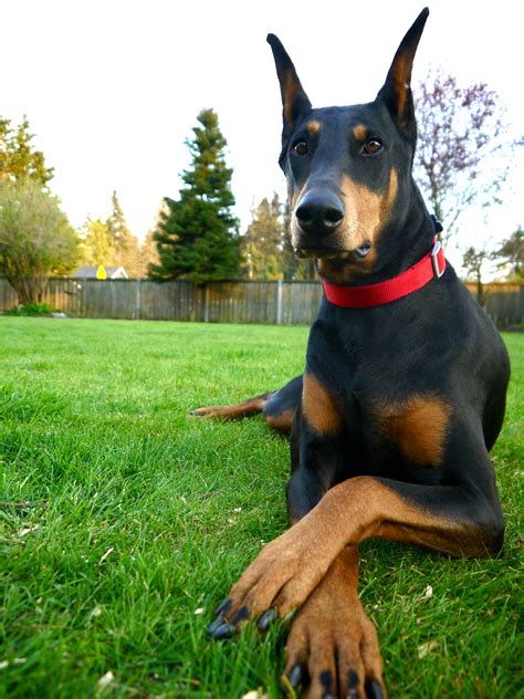 Sweet Doberman Girl Puppies And Kitties, Pet Dogs Puppies, Animals And Pets, Funny Animals, Cute ...