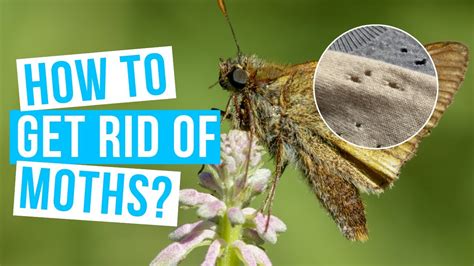 How to GET RID OF MOTHS? No more moths in house, closet, carpet or ...