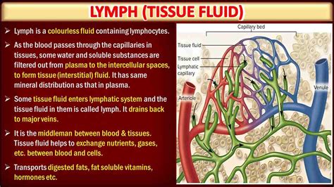 Lymph: Definition, Composition and Function | Free Biology Notes - Rajus Biology