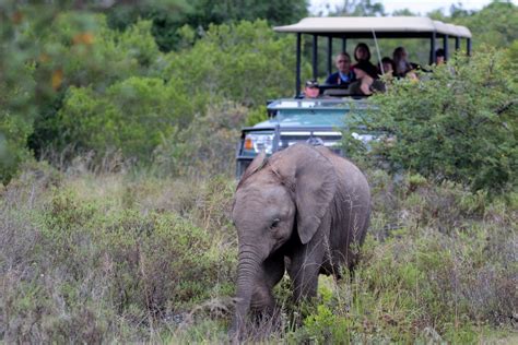 Amakhala Game Reserve | South Africa | Wild Safari Guide